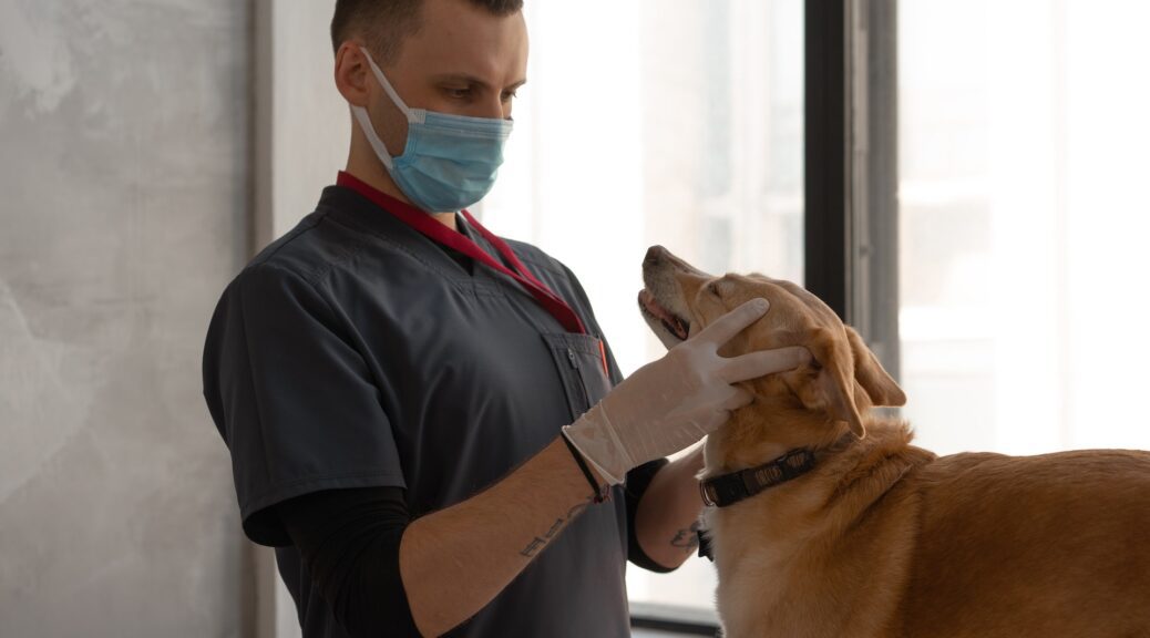 Veterinarian Examining a Dog During Treatment