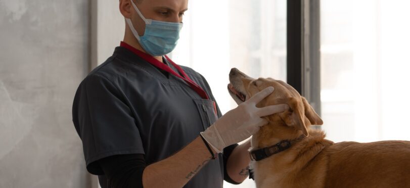 Veterinarian Examining a Dog During Treatment