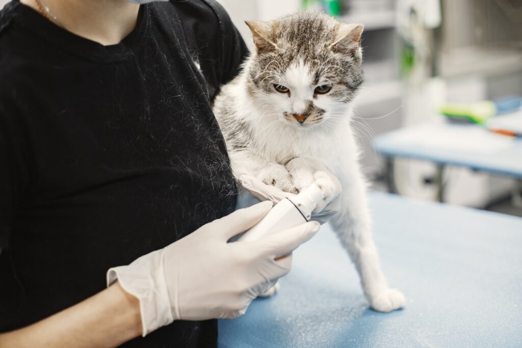 Cat Receiving Treatment on Vet Table 