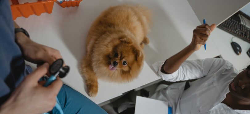 Pomeranian Dog on Diagnostic Table During In-Person Veterinary Visit