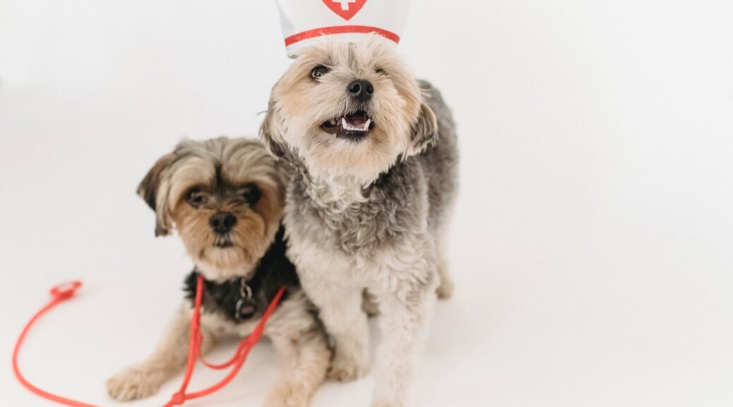 Small Dog and Bigger Dog Wearing Nurse Cap and Stethoscope