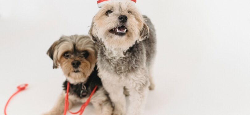Small Dog and Bigger Dog Wearing Nurse Cap and Stethoscope