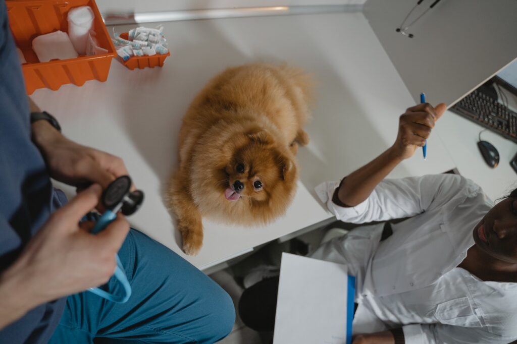 Dog on Diagnostic Table at Veterinary Clinic